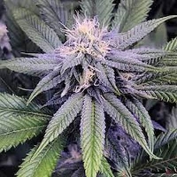 Auto Granddaddy Purple > Royal Queen Seeds